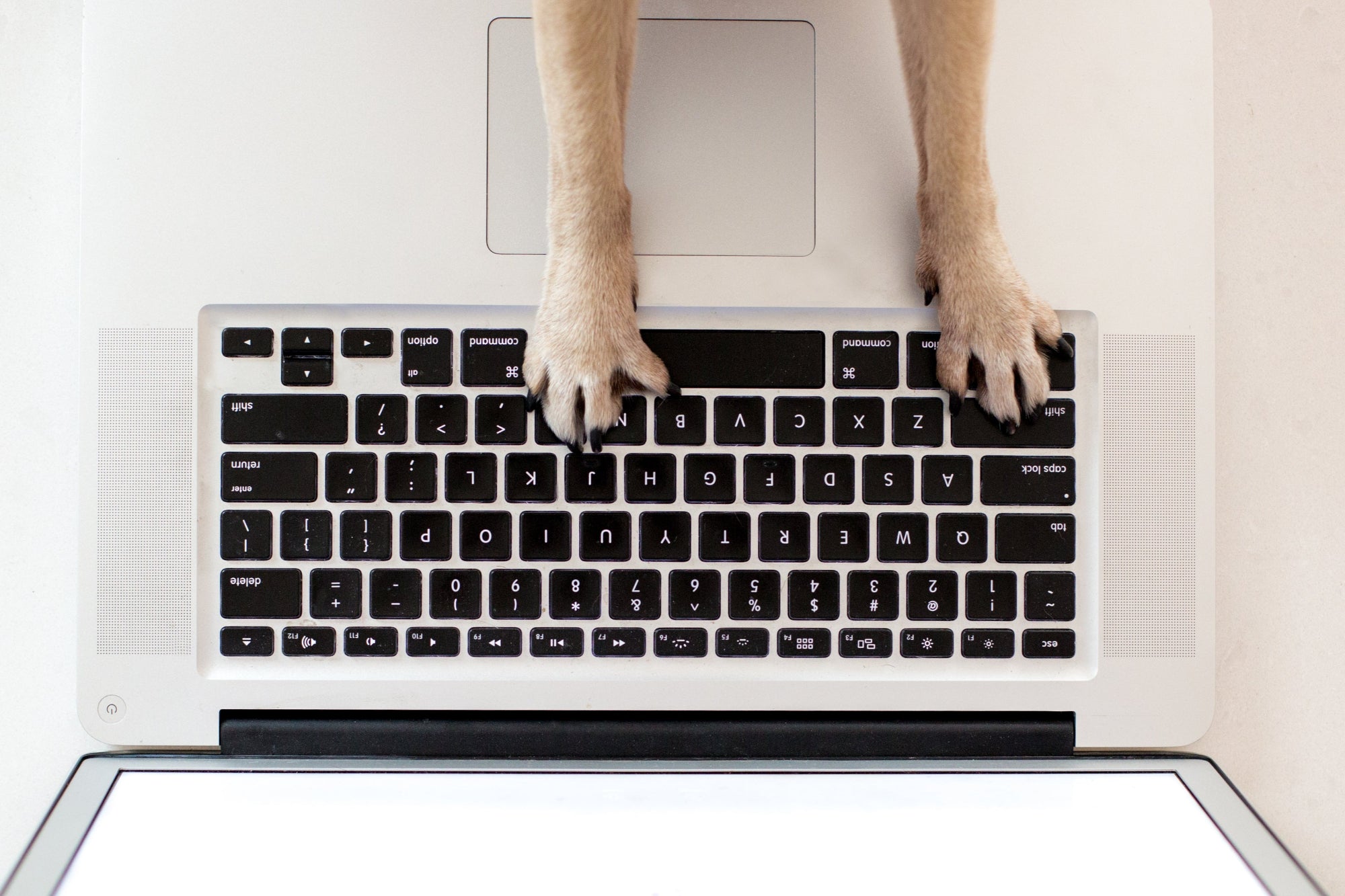 Hundepfoten auf der Tastatur Kontakt